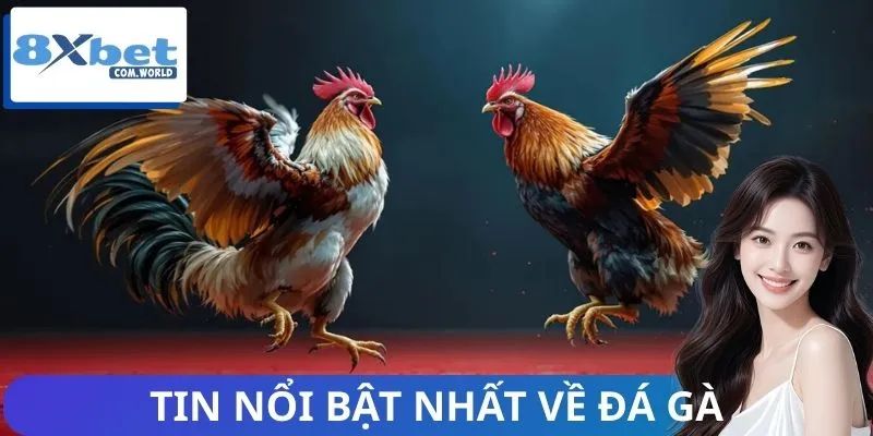 Đôi nét về sảnh đá gà 8xbet